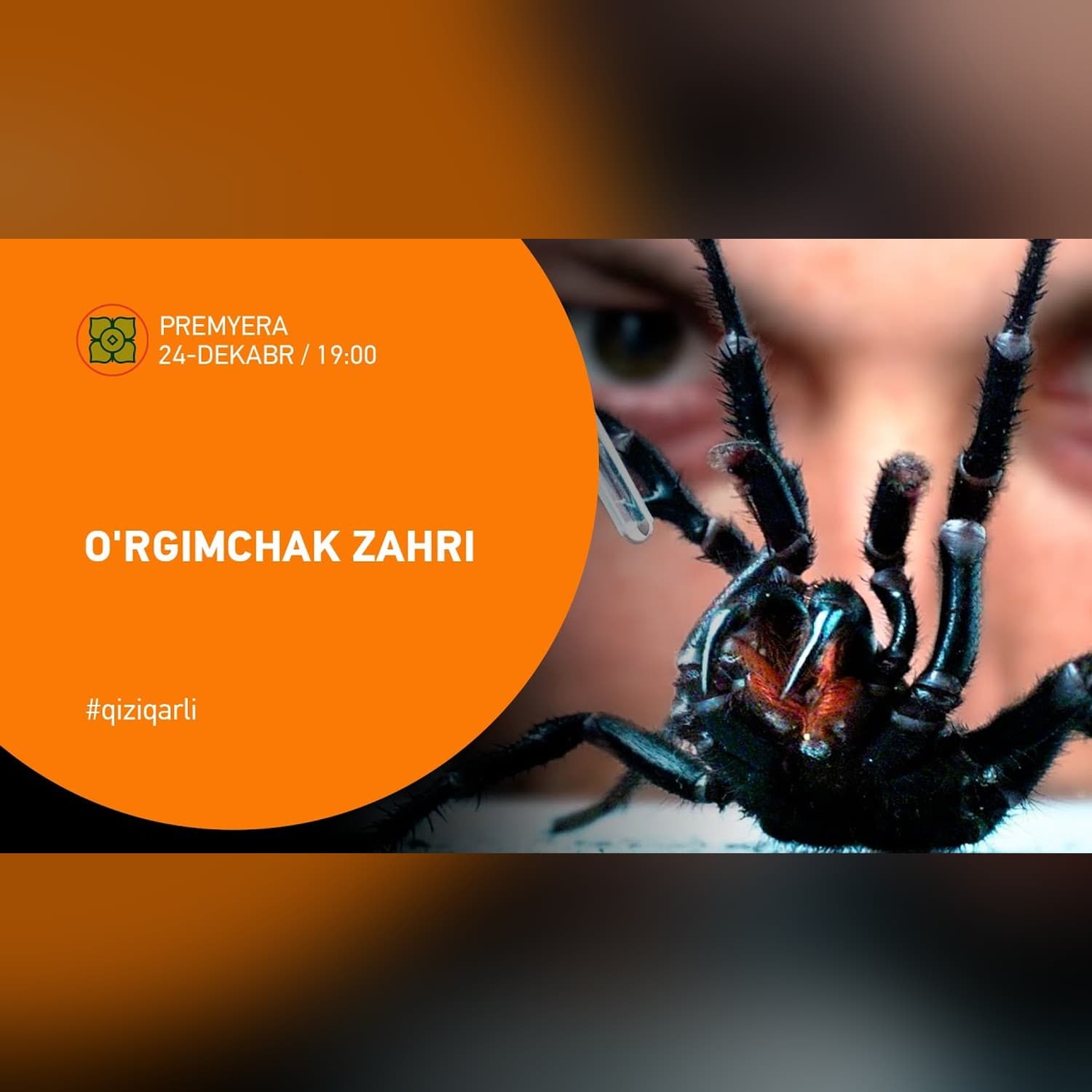 Men Dunyodagi Eng Xavfli O‘rgimchakdan Zahar Oldim |  @Xurmomedia  x  @veritasium