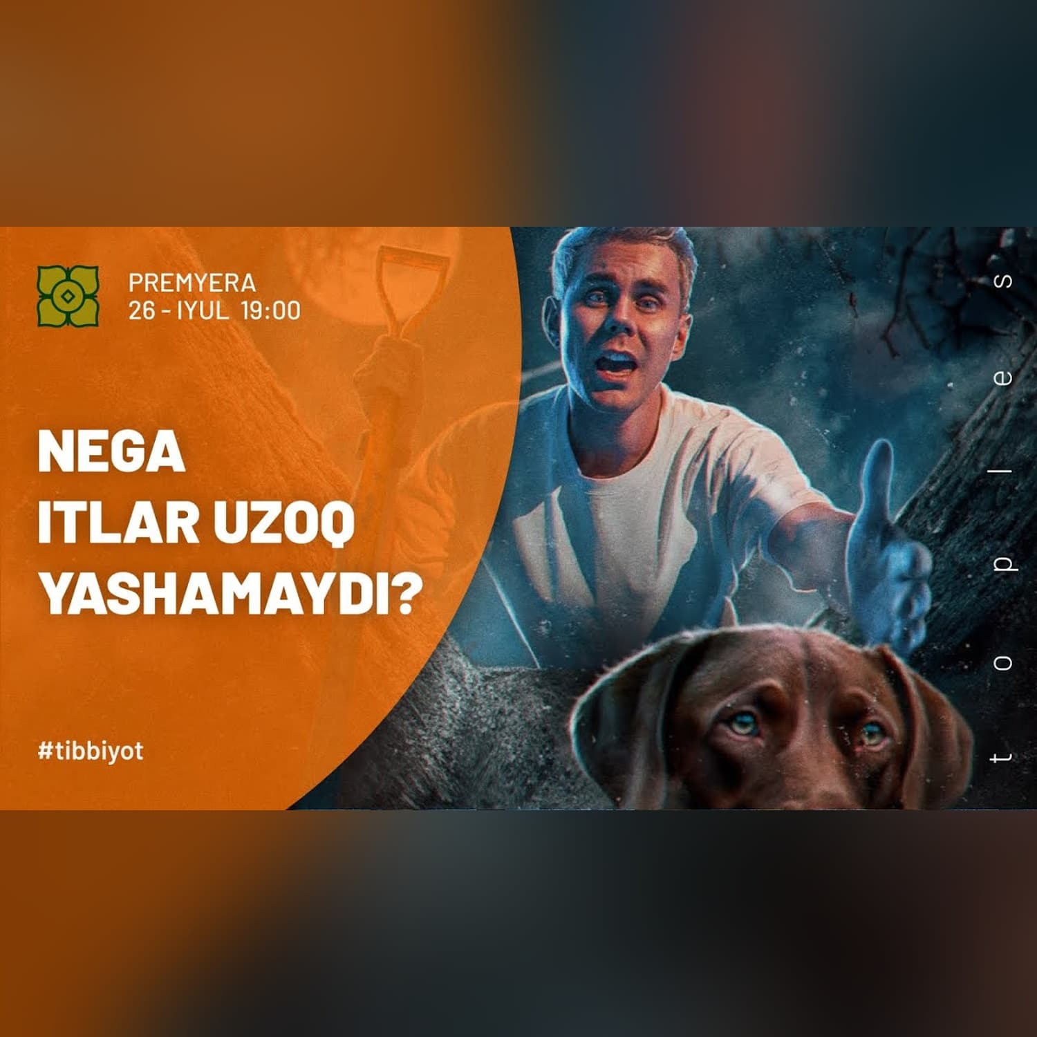 Nega itlar uzoq yashamaydi? @toplesofficial