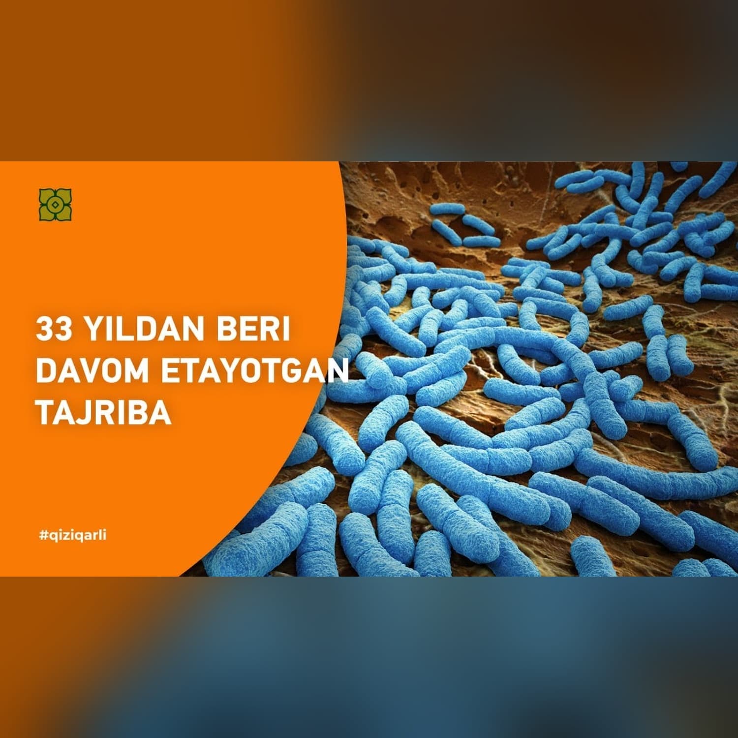 33 yildan beri davom etayotgan tajriba. Bakteriyalar. @Xurmomedia x@veritasium