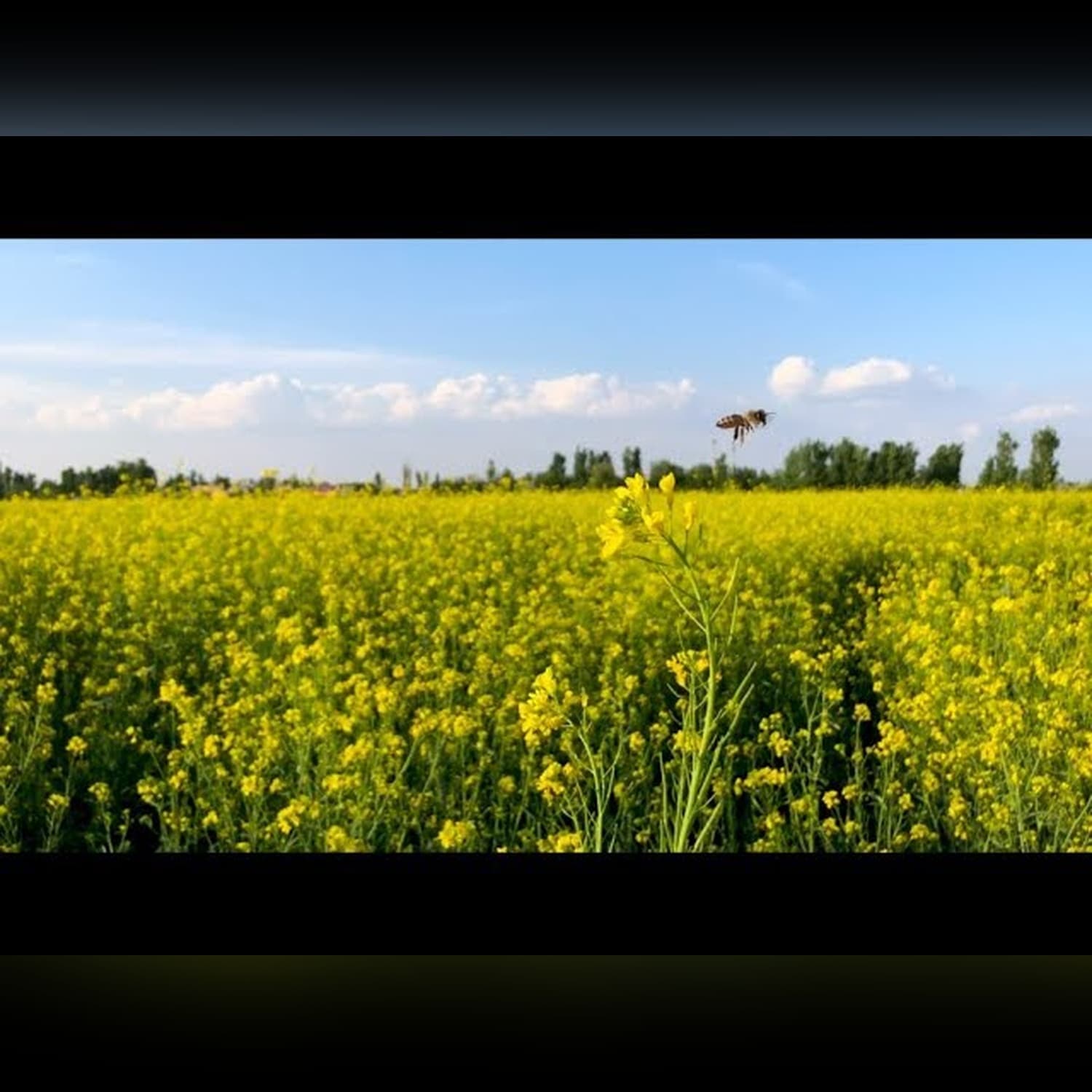 ГражданинГорожанин #54 - Хорезм, красота, мертвый флот, свадьба, пляски